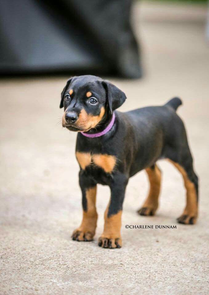 Rex, Male American Doberman