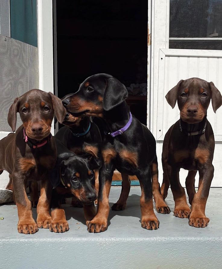 Zeus, Male American Doberman