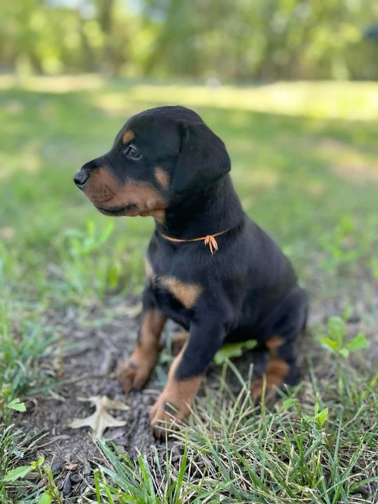 Zara, Female American Doberman