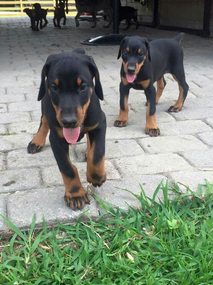 Atlas, Male European Doberman