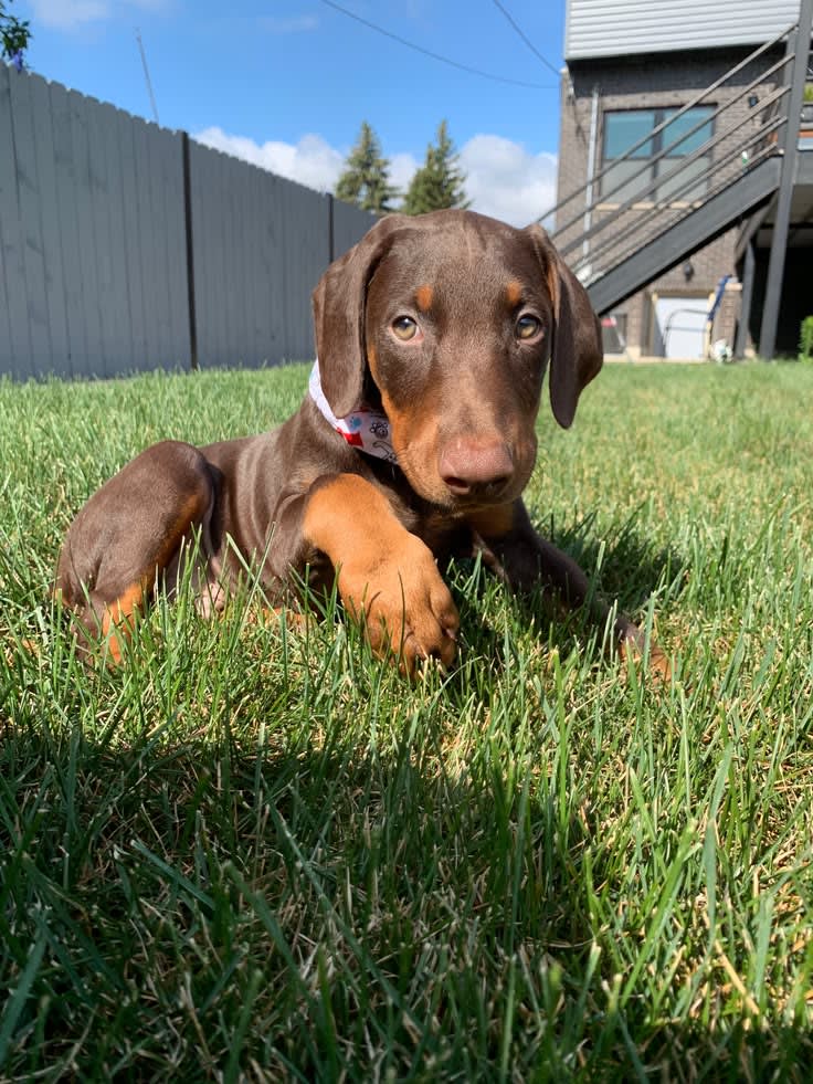 Diesel, Male European Doberman
