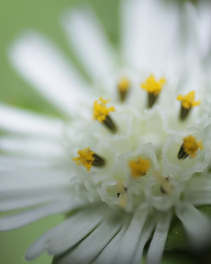Flowers I