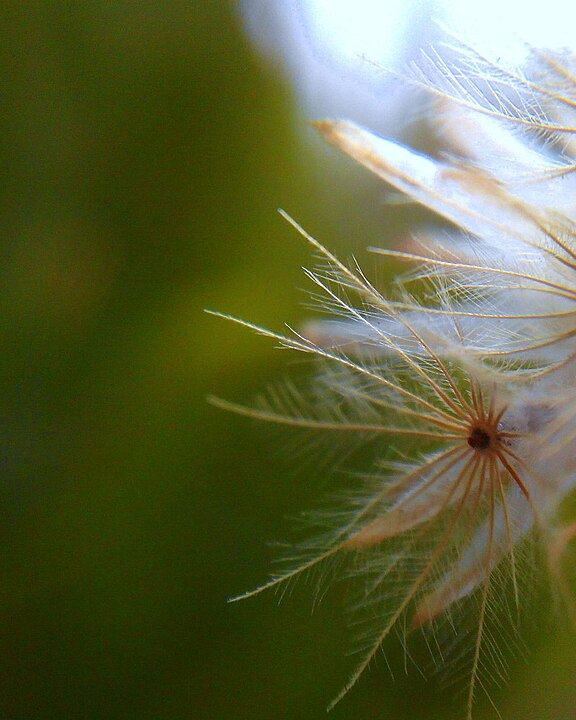 Flowers III