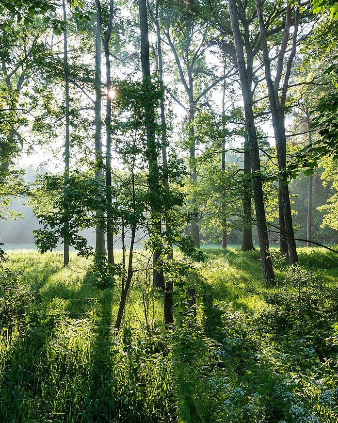 Nature III