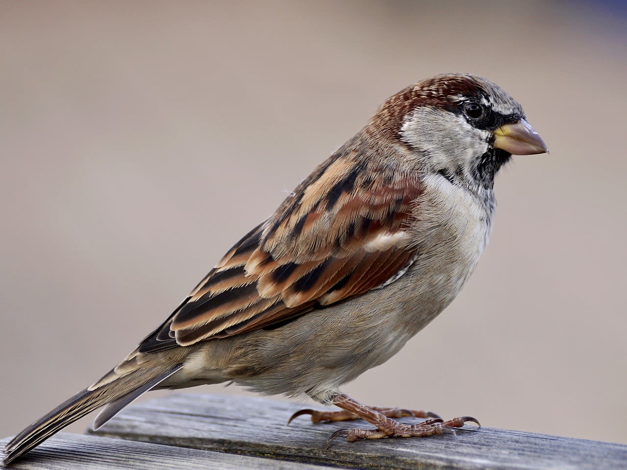 all about sparrow in hindi