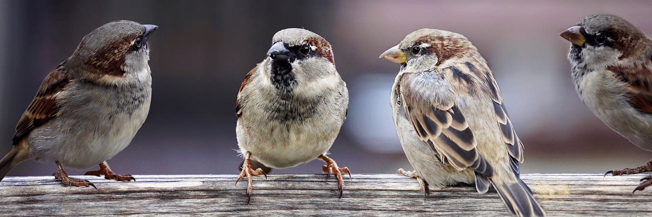 Sparrow Facts in Hindi