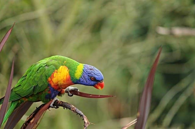 Physical Characteristics Of Parrot in Hindi