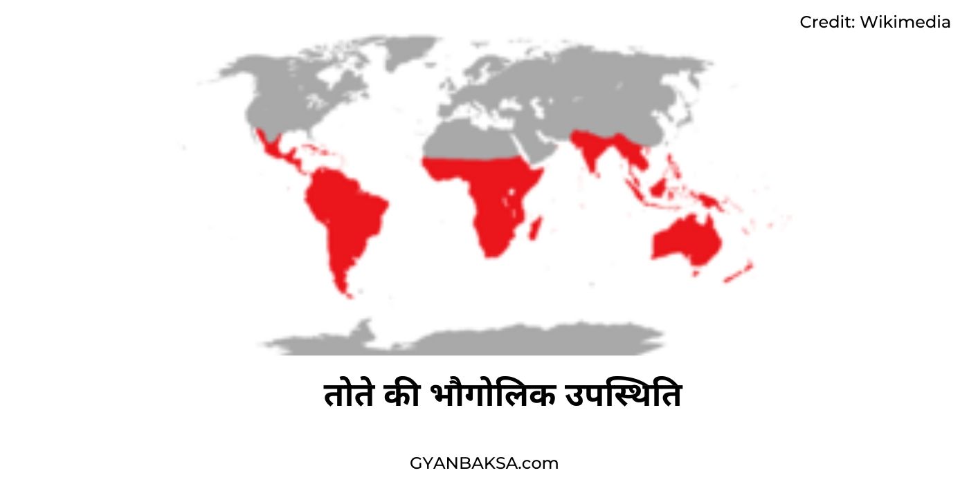 Habitat Info about Parrot in Hindi