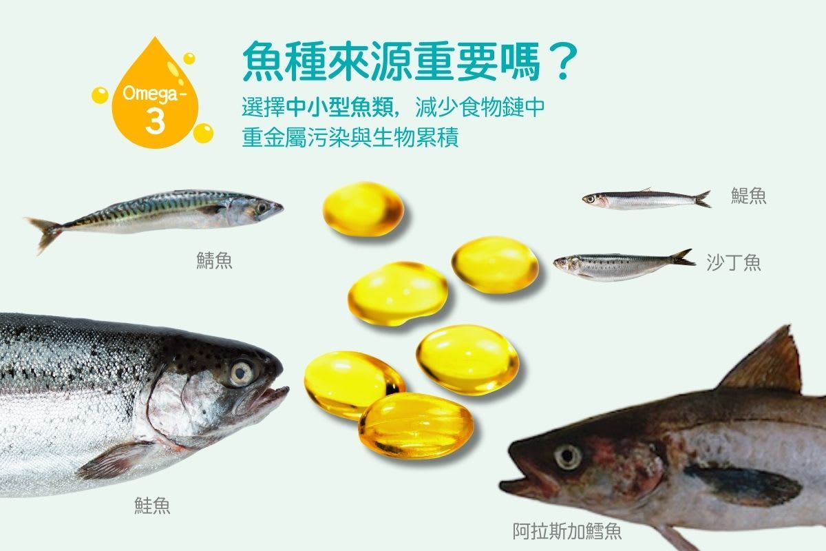 選擇中小型魚類作為原料來源，可以降低生物毒性累積的風險｜健身遊牧製圖