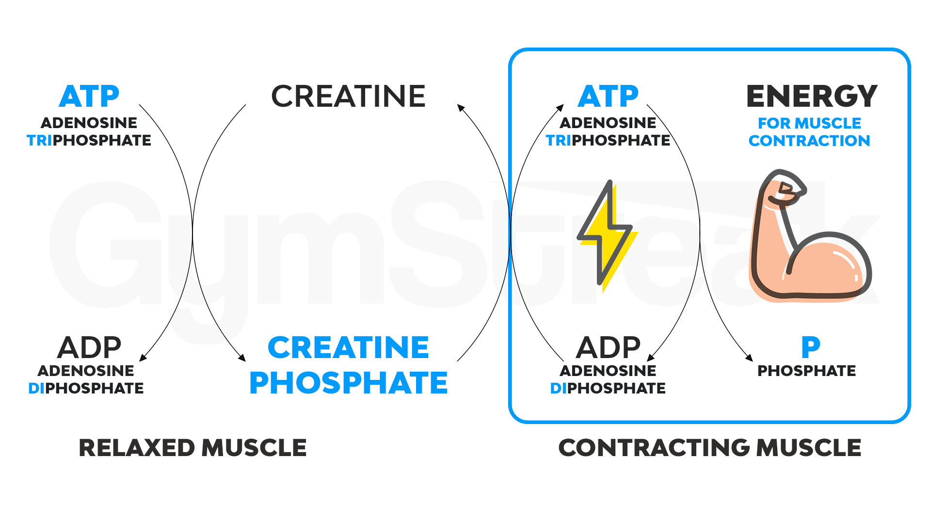 Simplified ATP cycle diagram