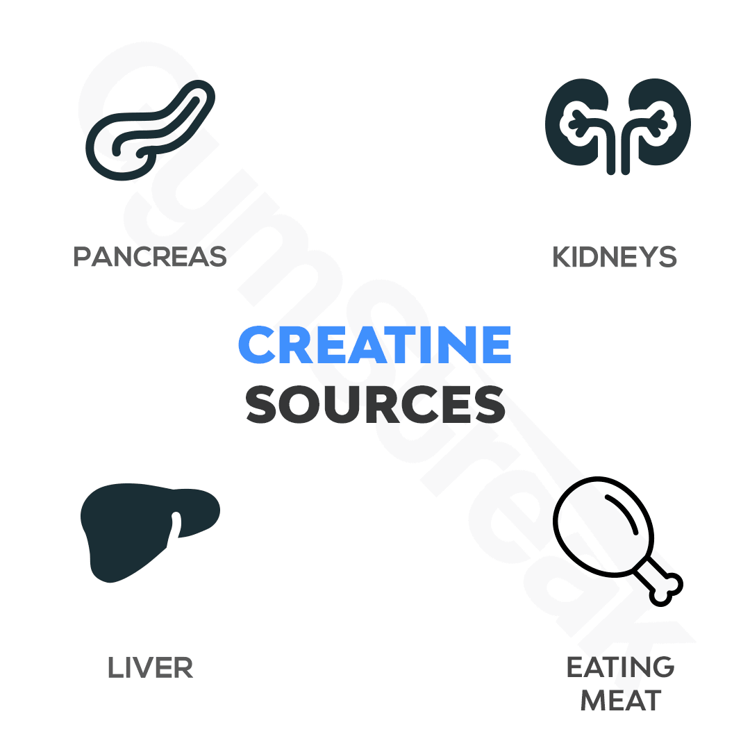 Diagram Showing Sources of Creatine in and outside the body