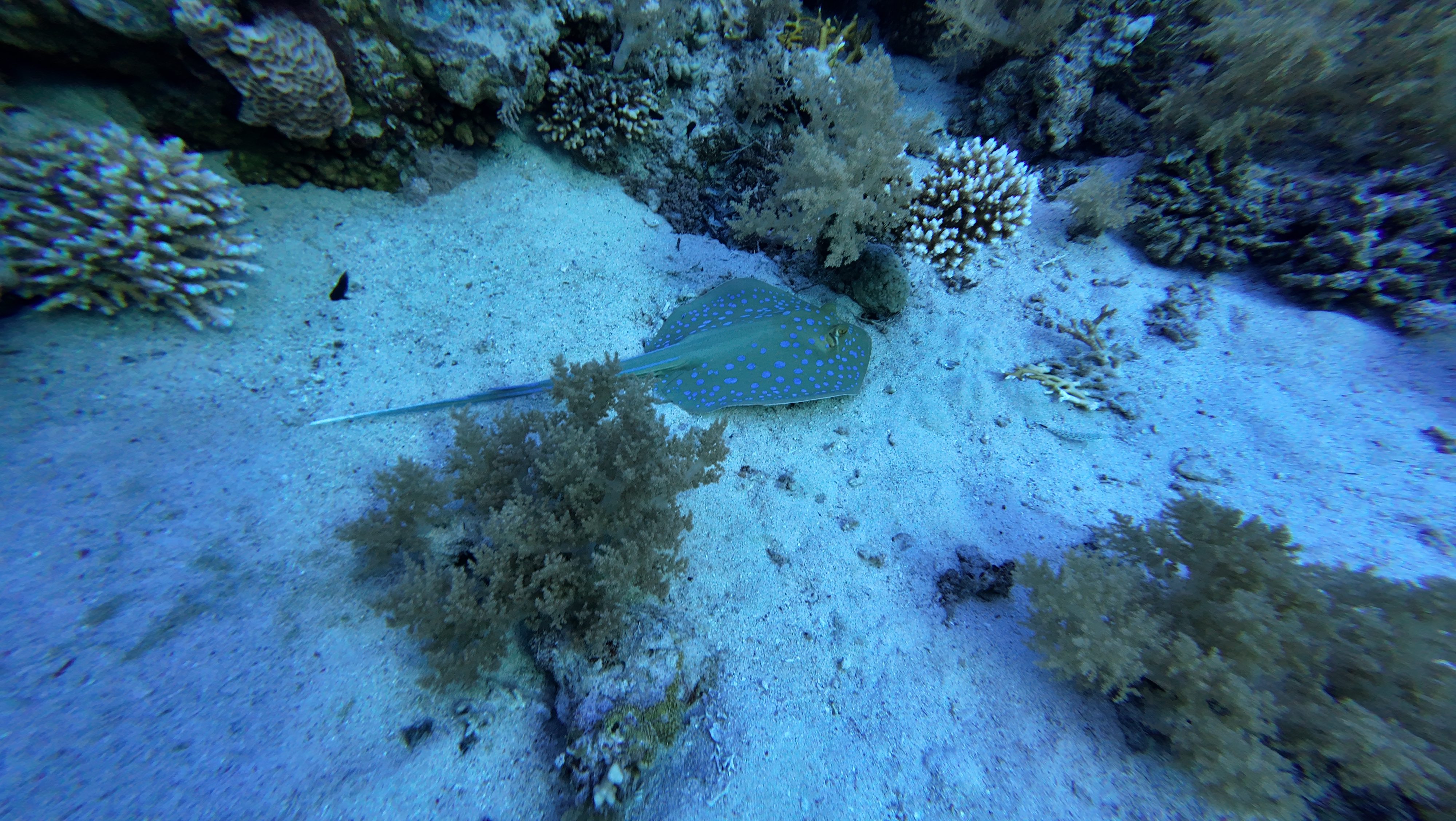 Red Sea Liveaboard Oct 2025 - Lisa