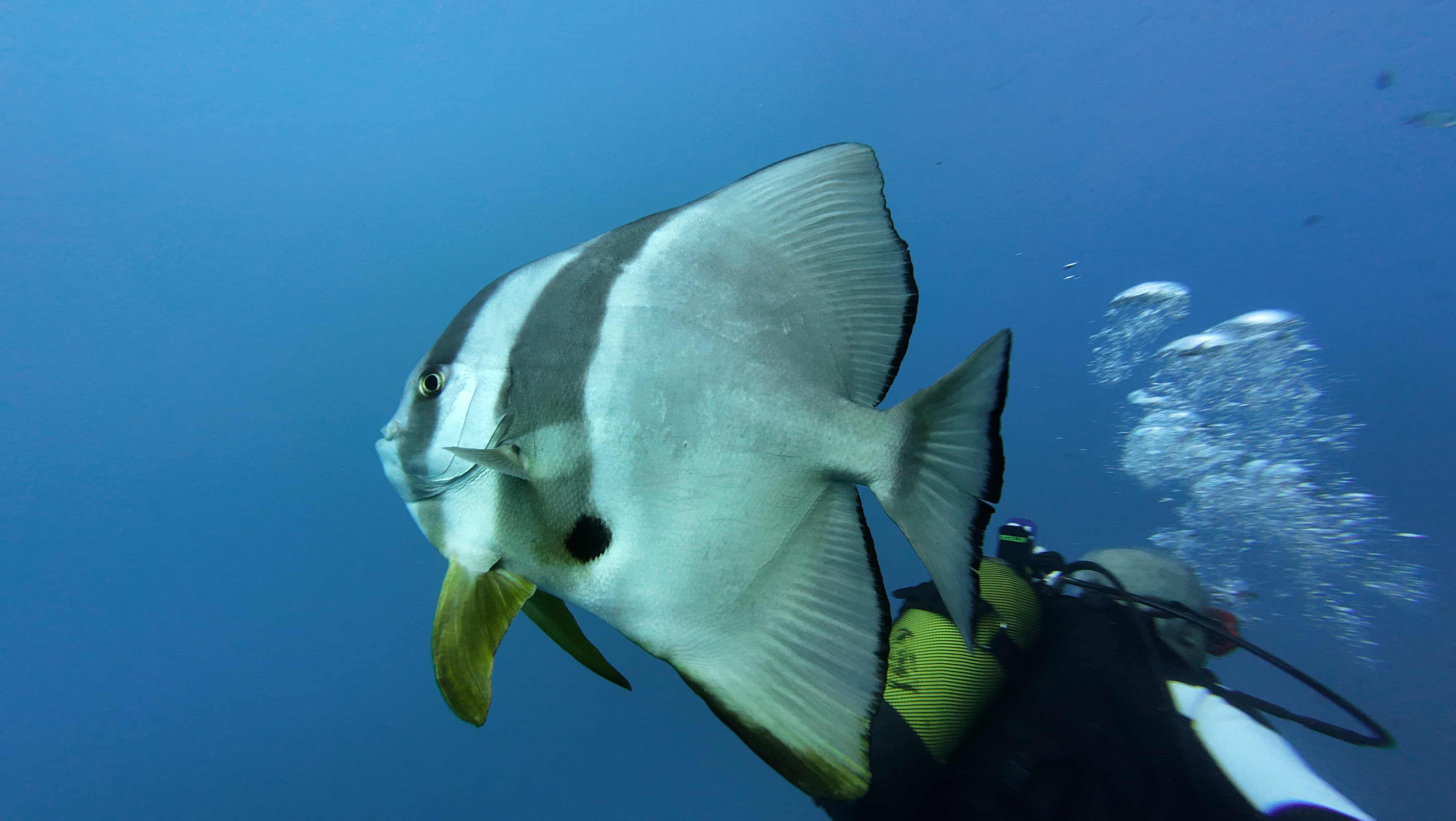 Wreck diving