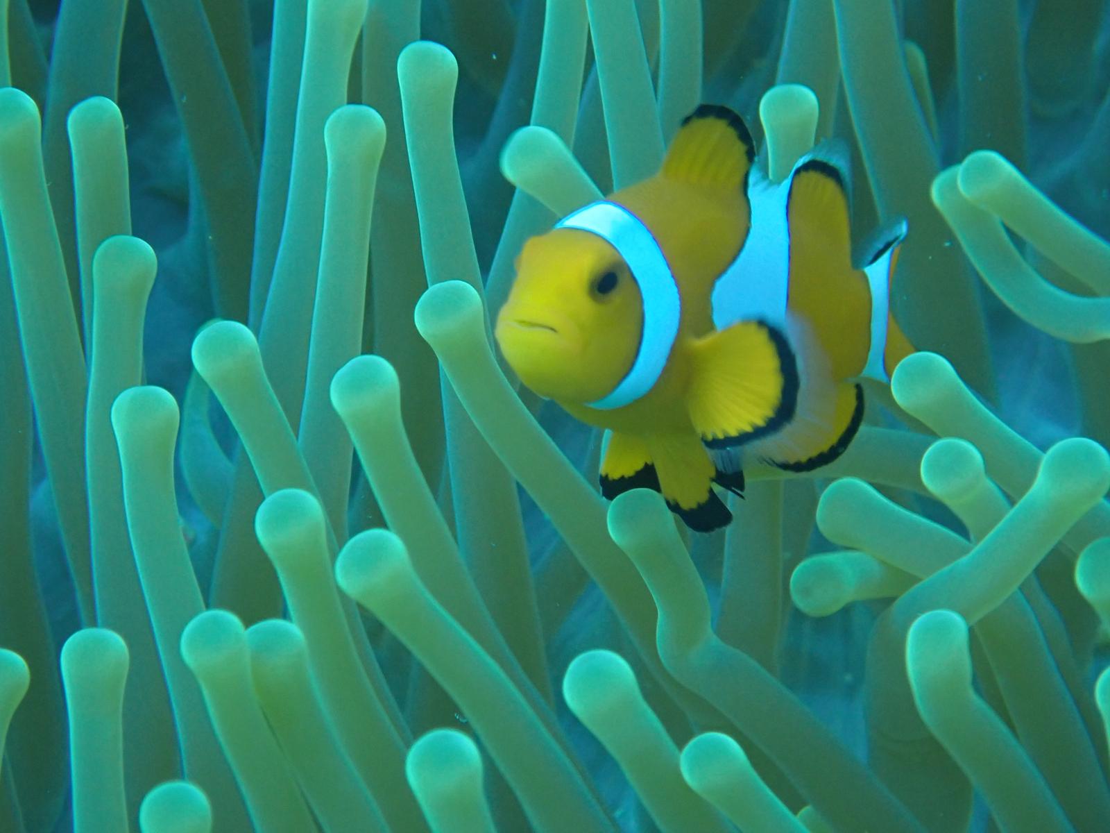 Angel fish