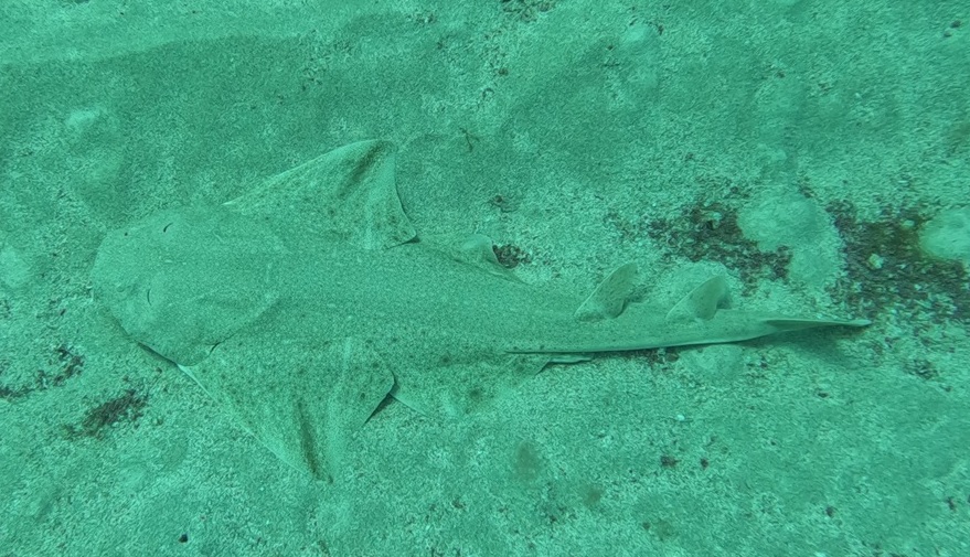 Angel Shark