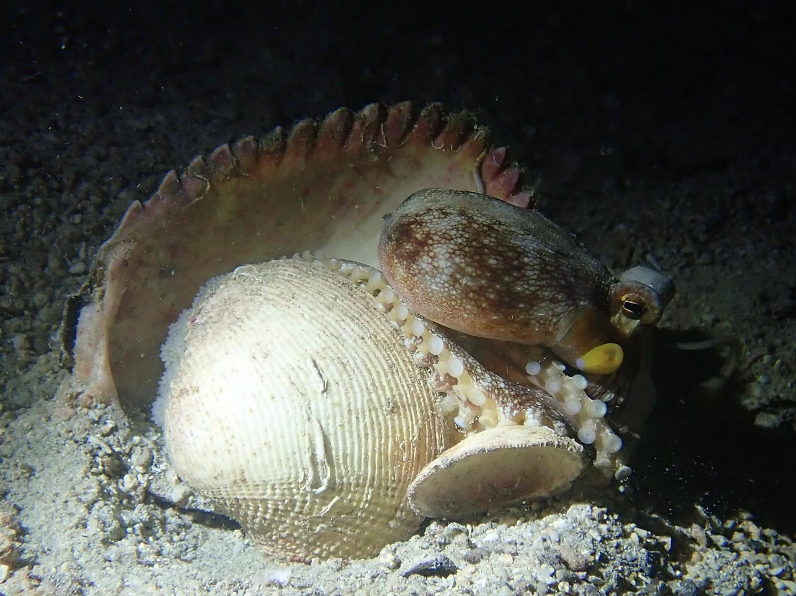 Coconut Octopus