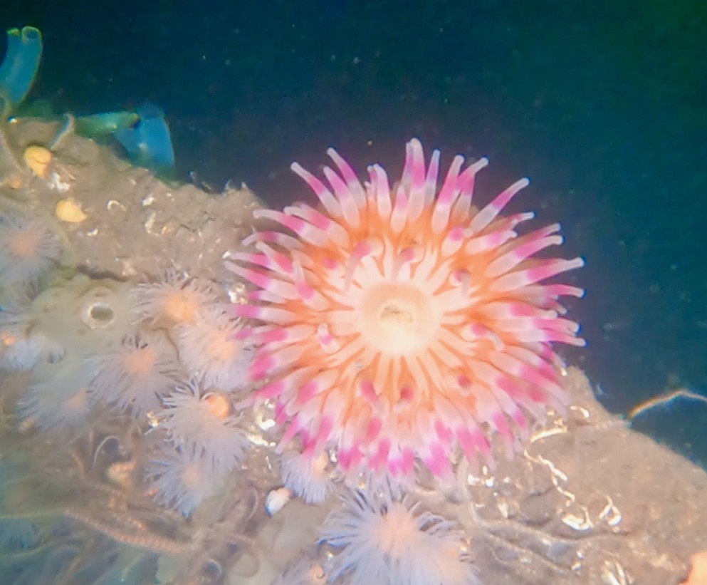 Anemone