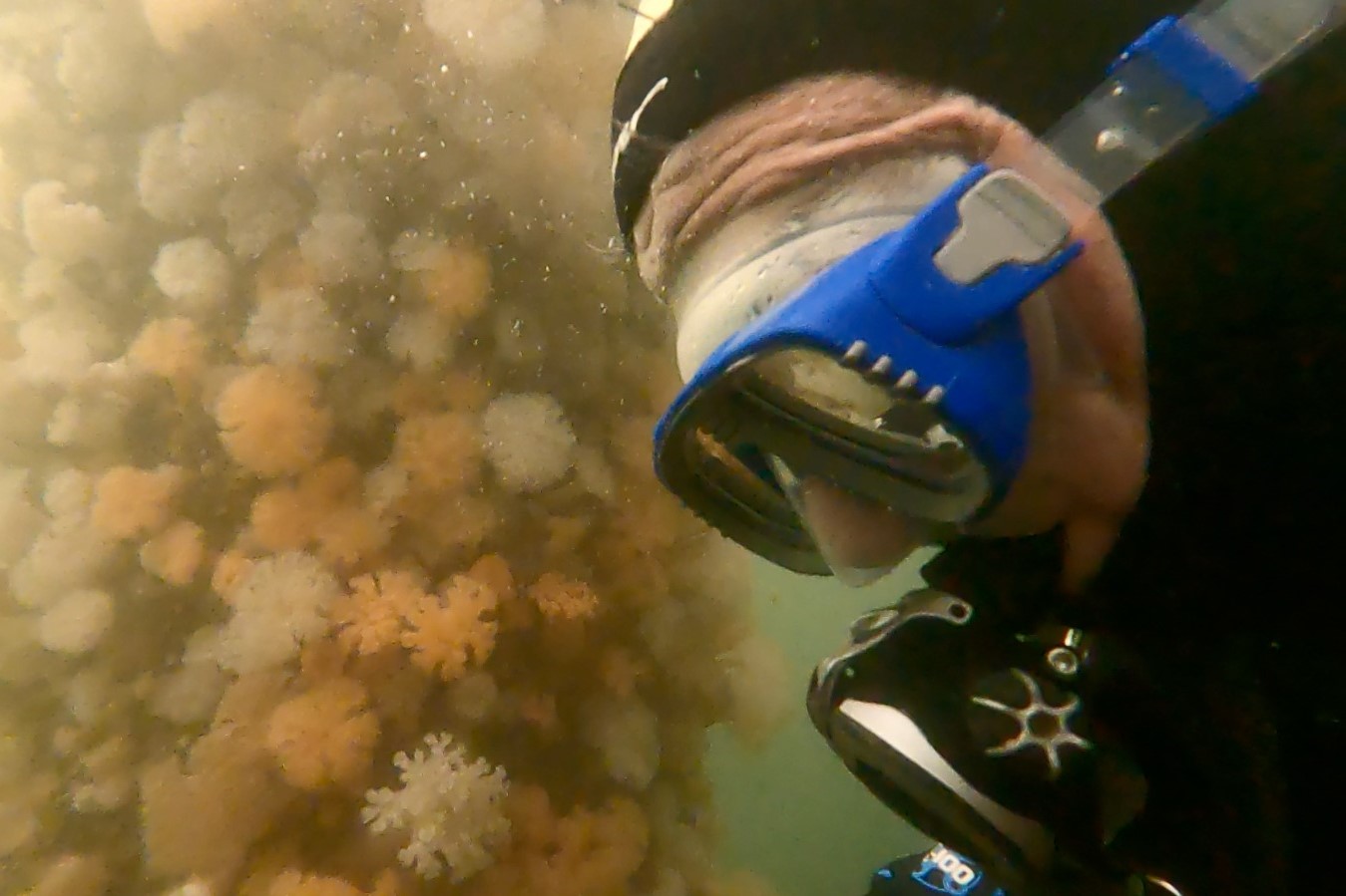 Diver close-up