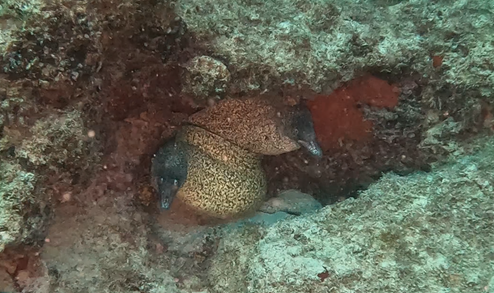 Moray Eels