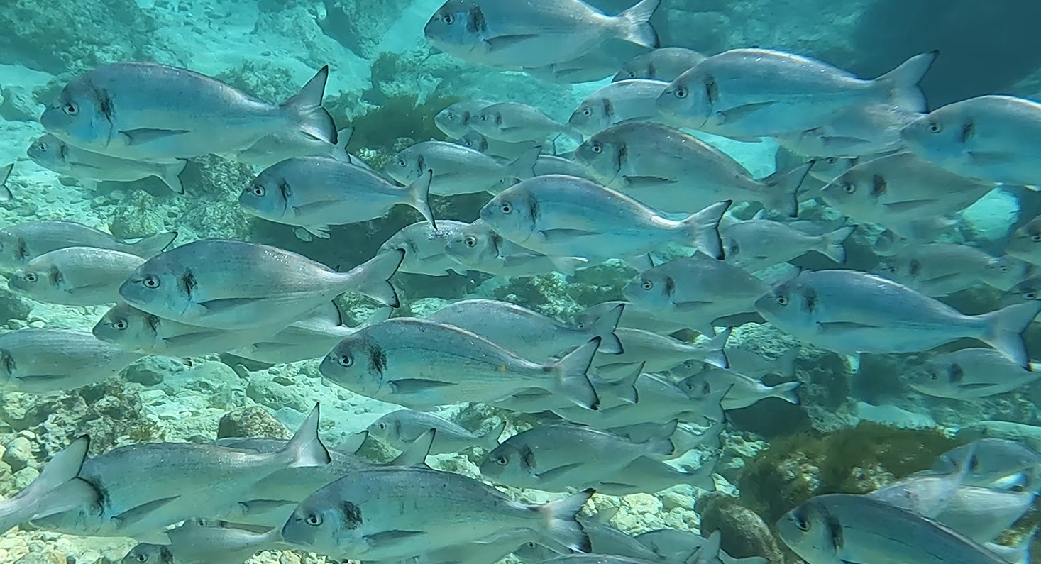 Fish shoal