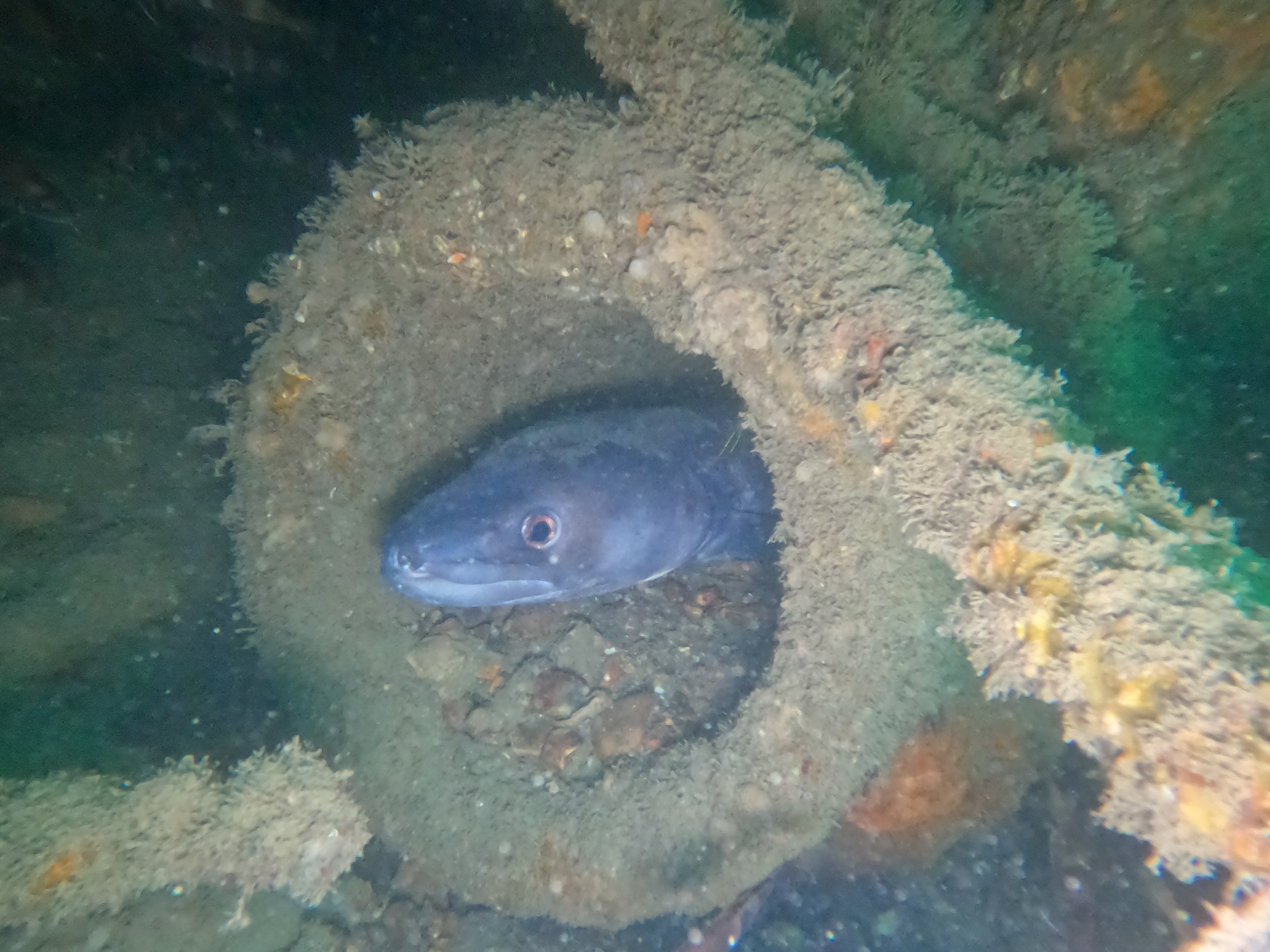 Underwater on the Mulberry
