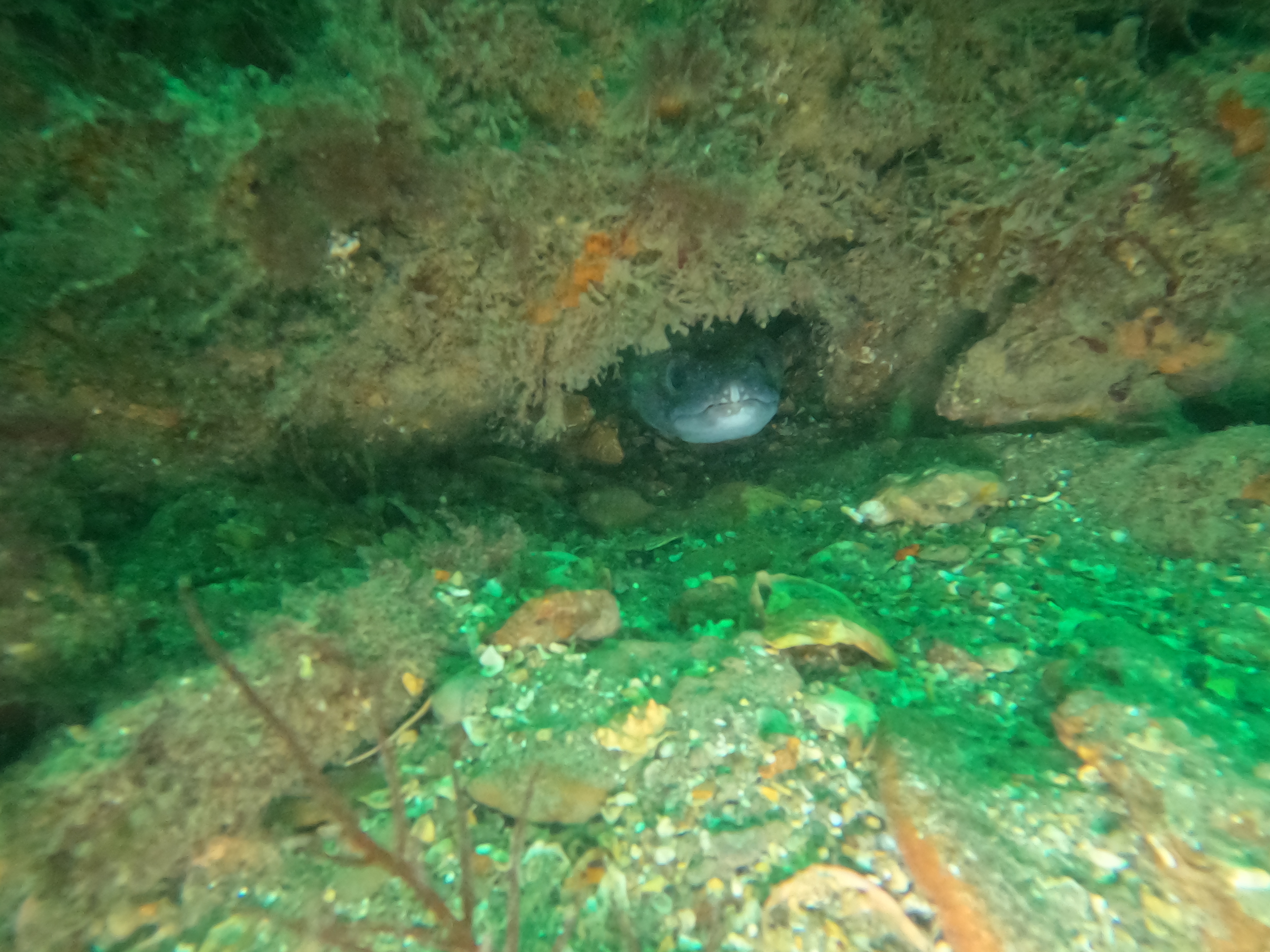 Marine life