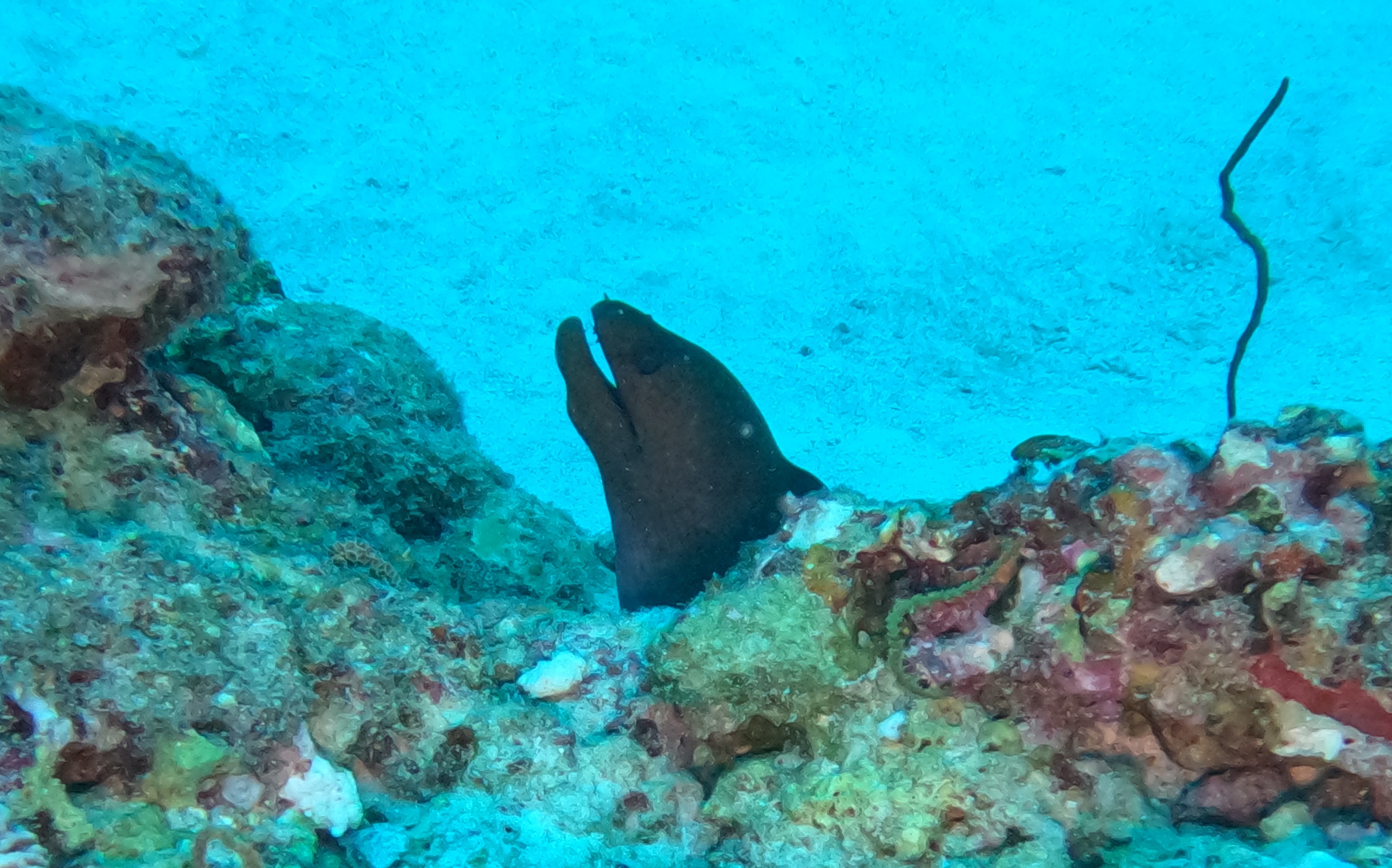Moray eel