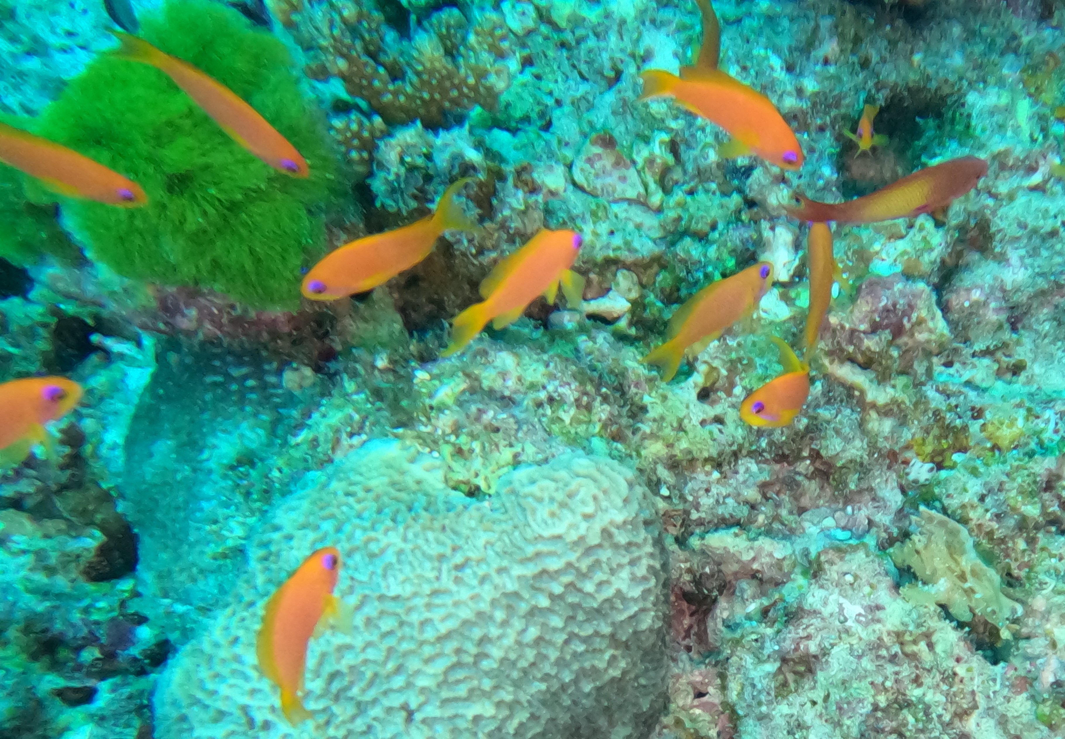 Goldfish galore