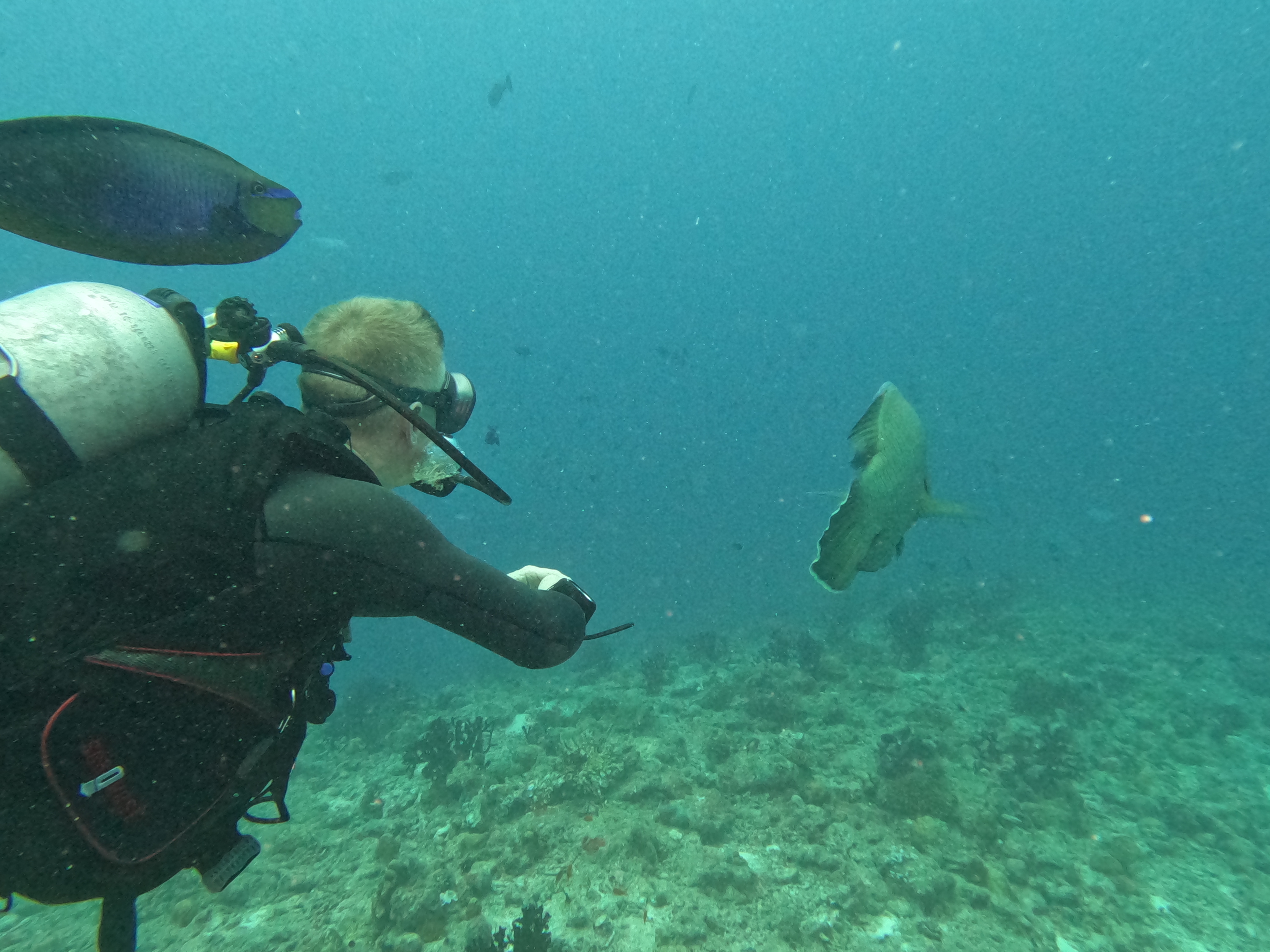 Richard and wrasse