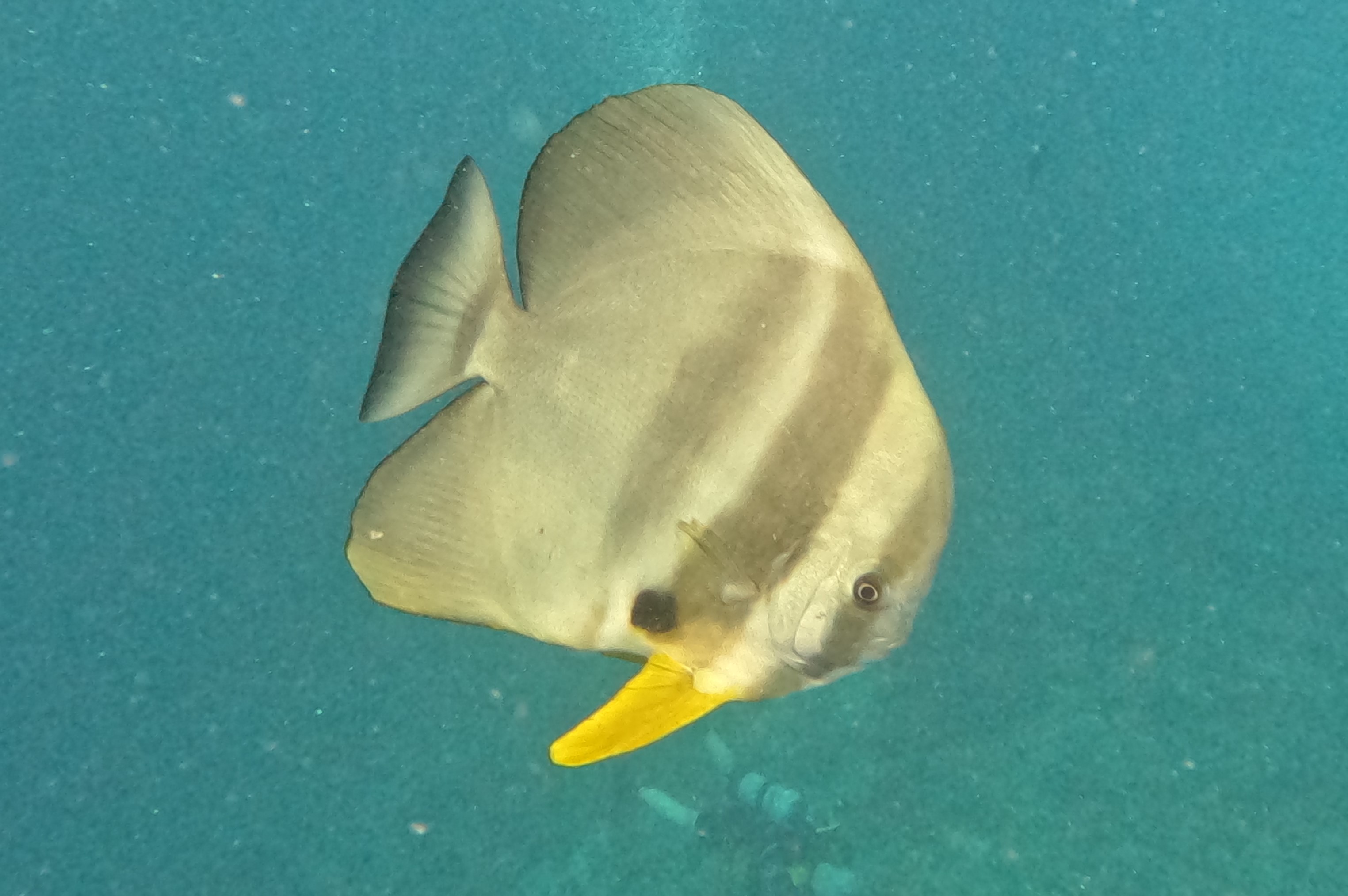Large batfish