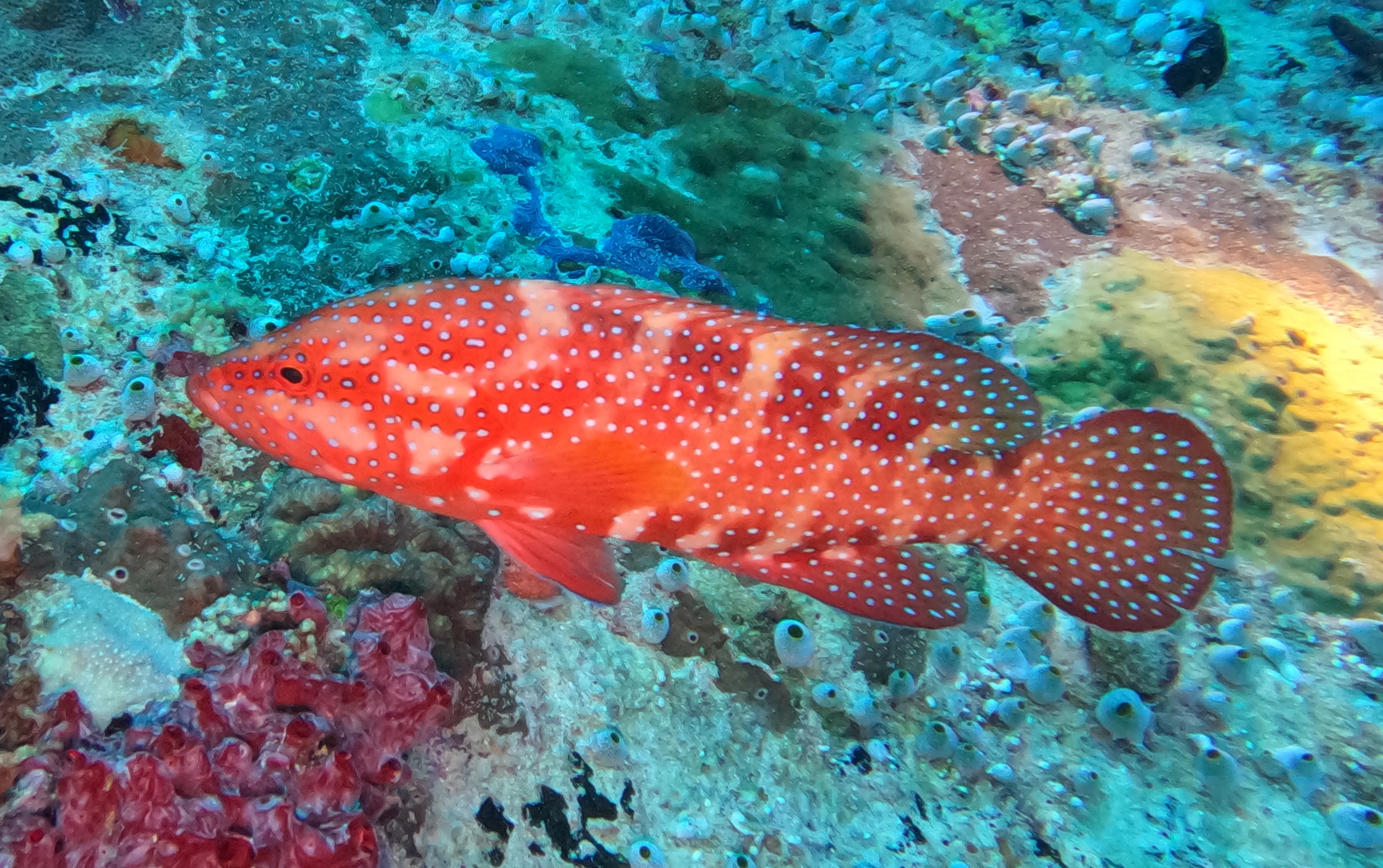 Blue spotted fish
