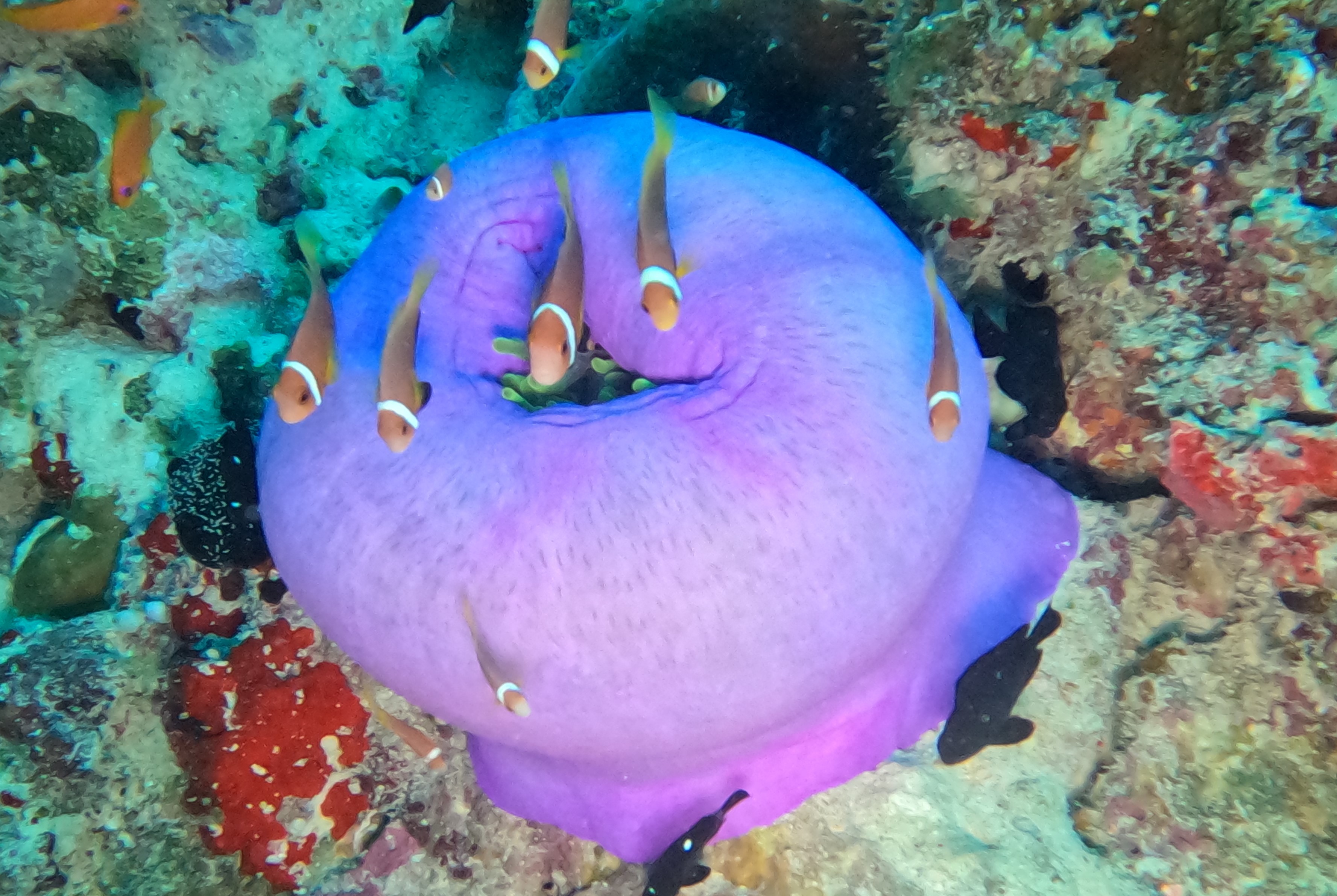 Anemone and clown fish