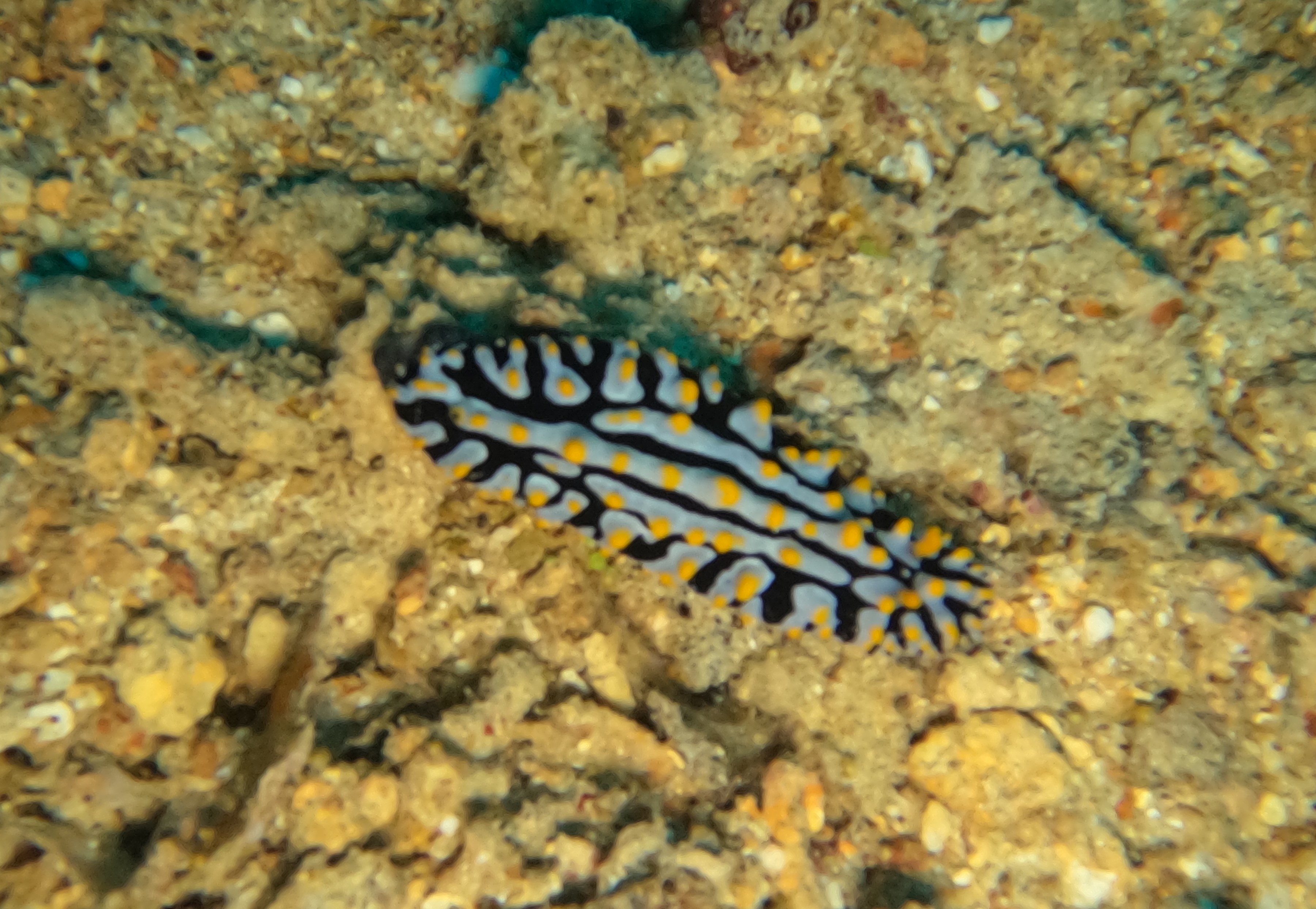 Nudibranch on wreck