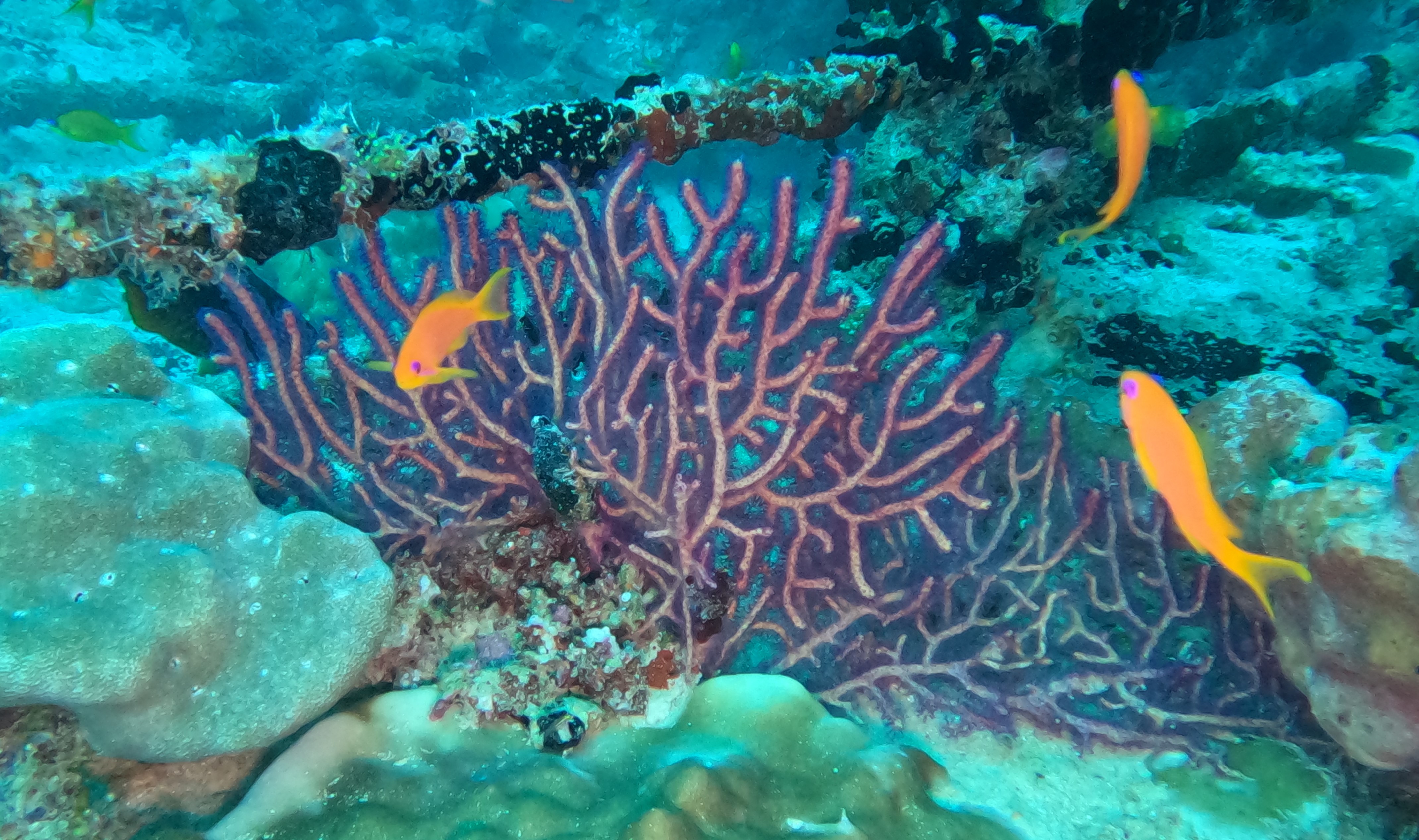 Blue fan on wreck
