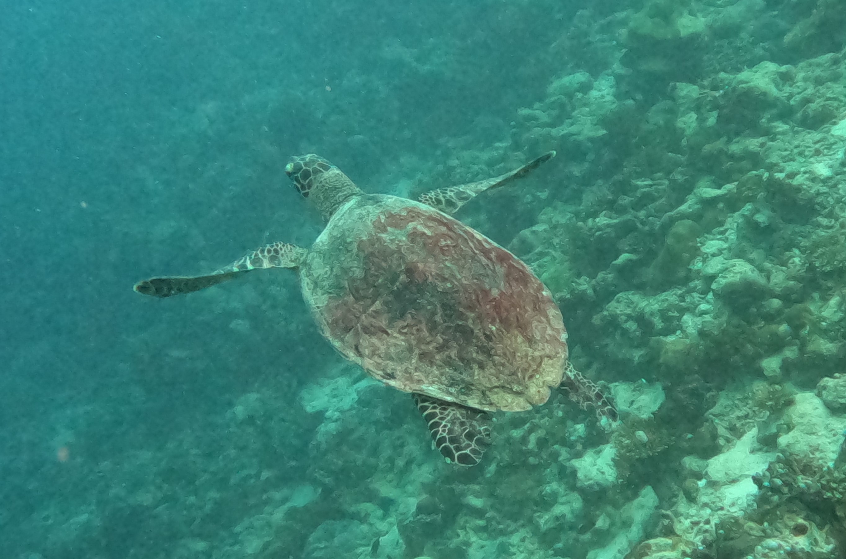 Turtle swimming