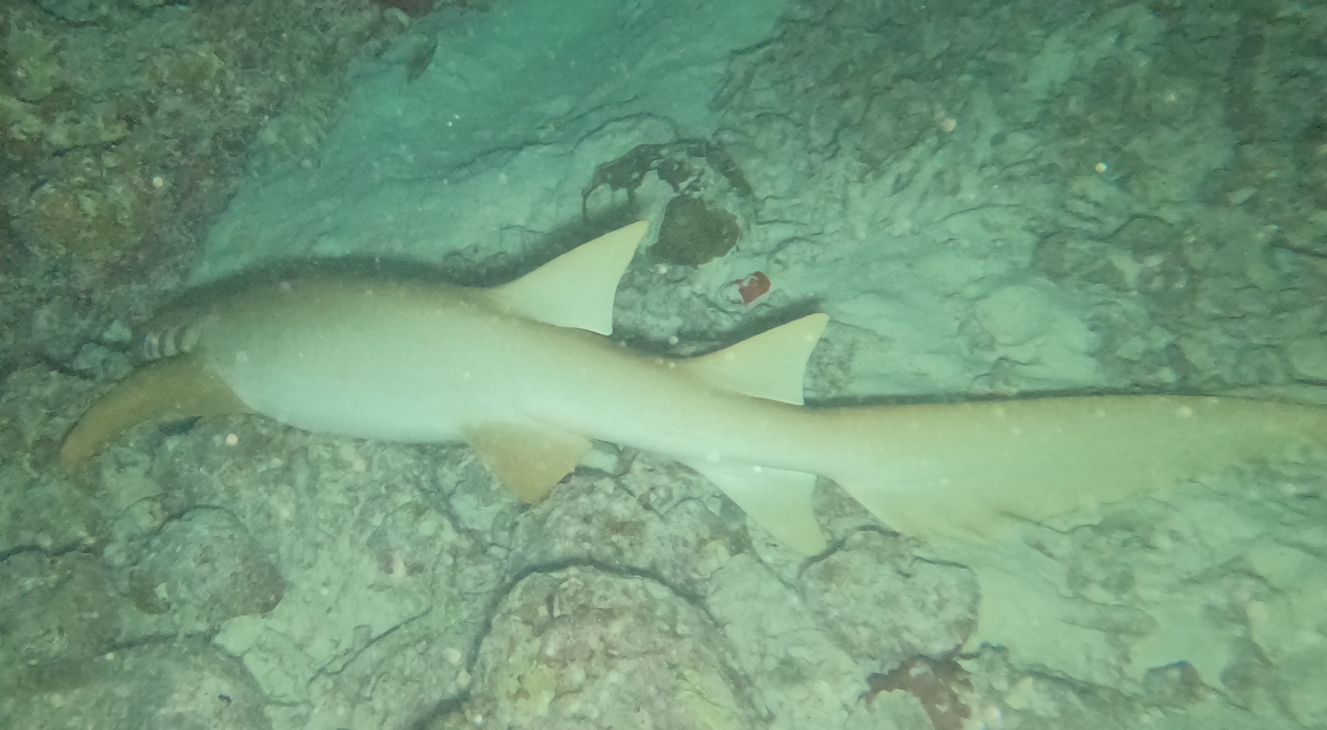 Sleeping shark