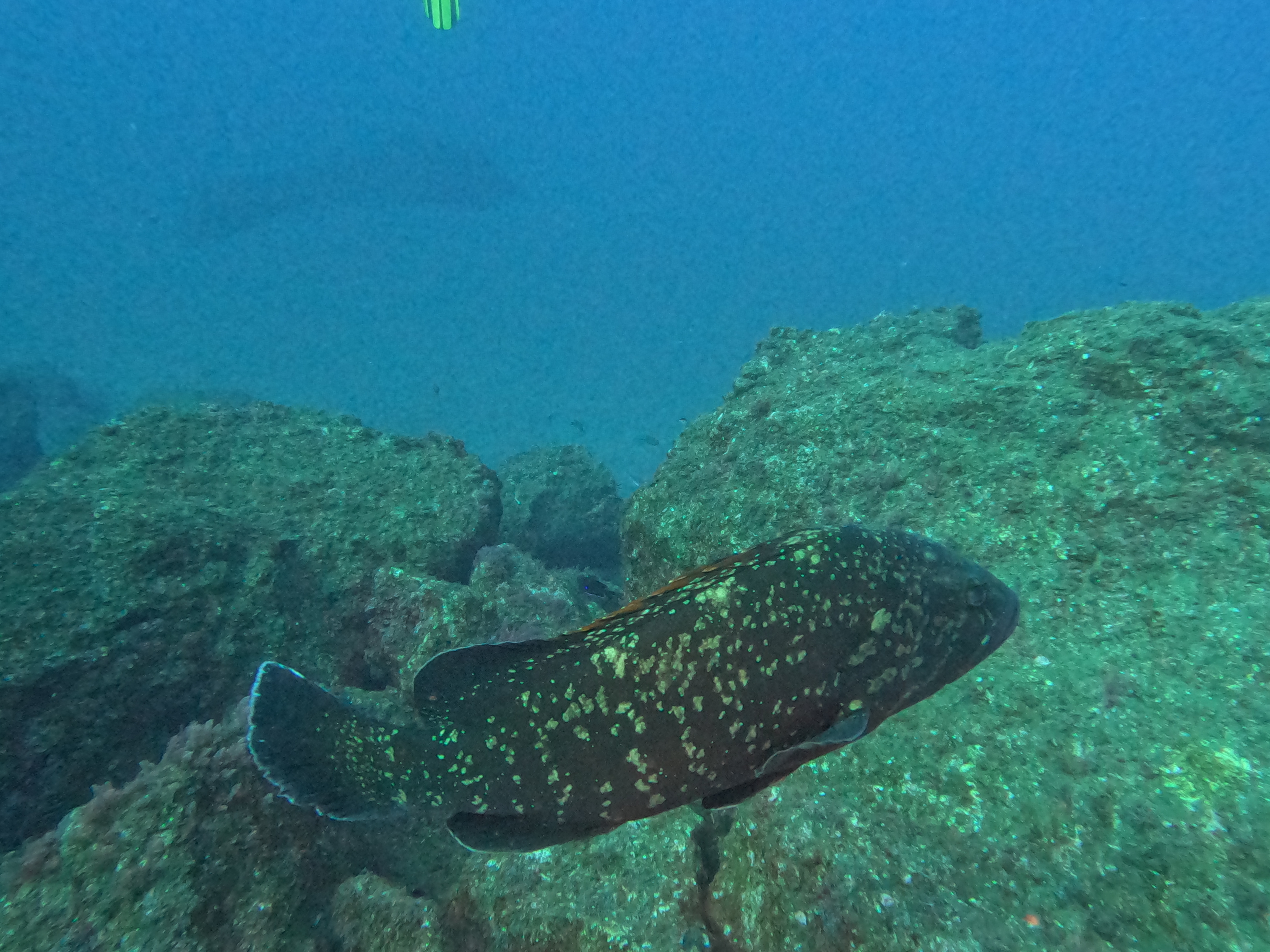 Grouper