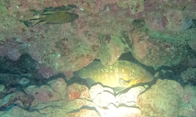 Grouper