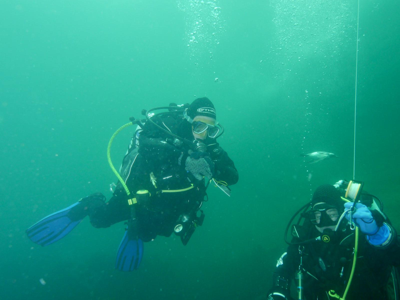 Razorbill diving