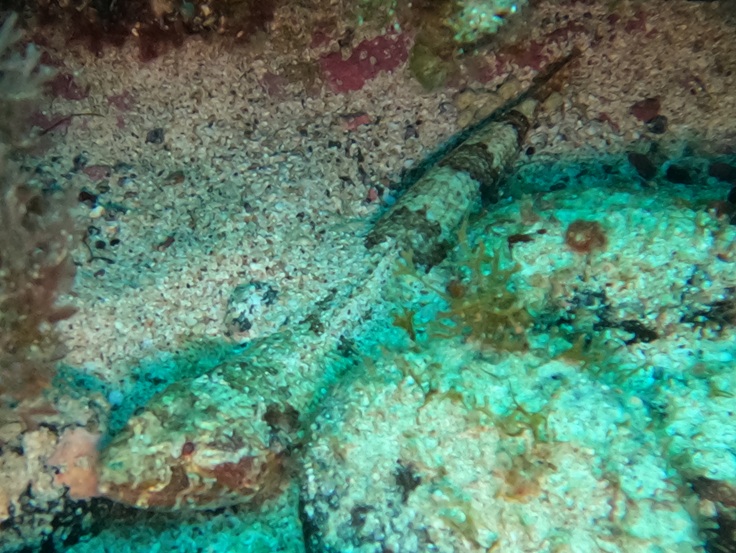 Lizardfish