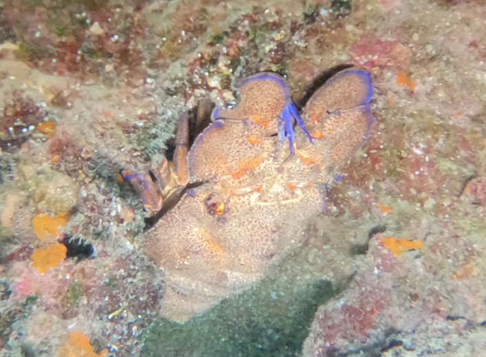 Lobster