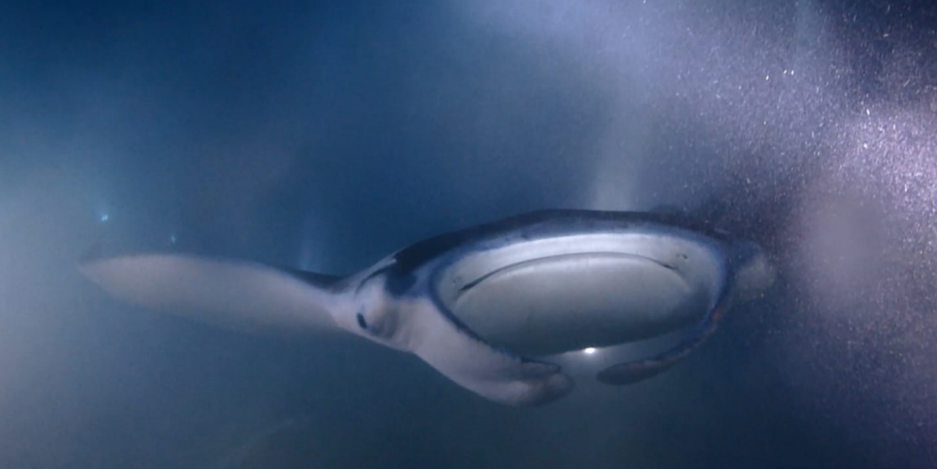 Night manta