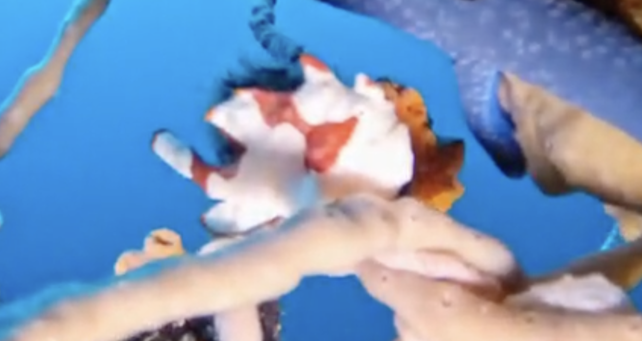 Frogfish