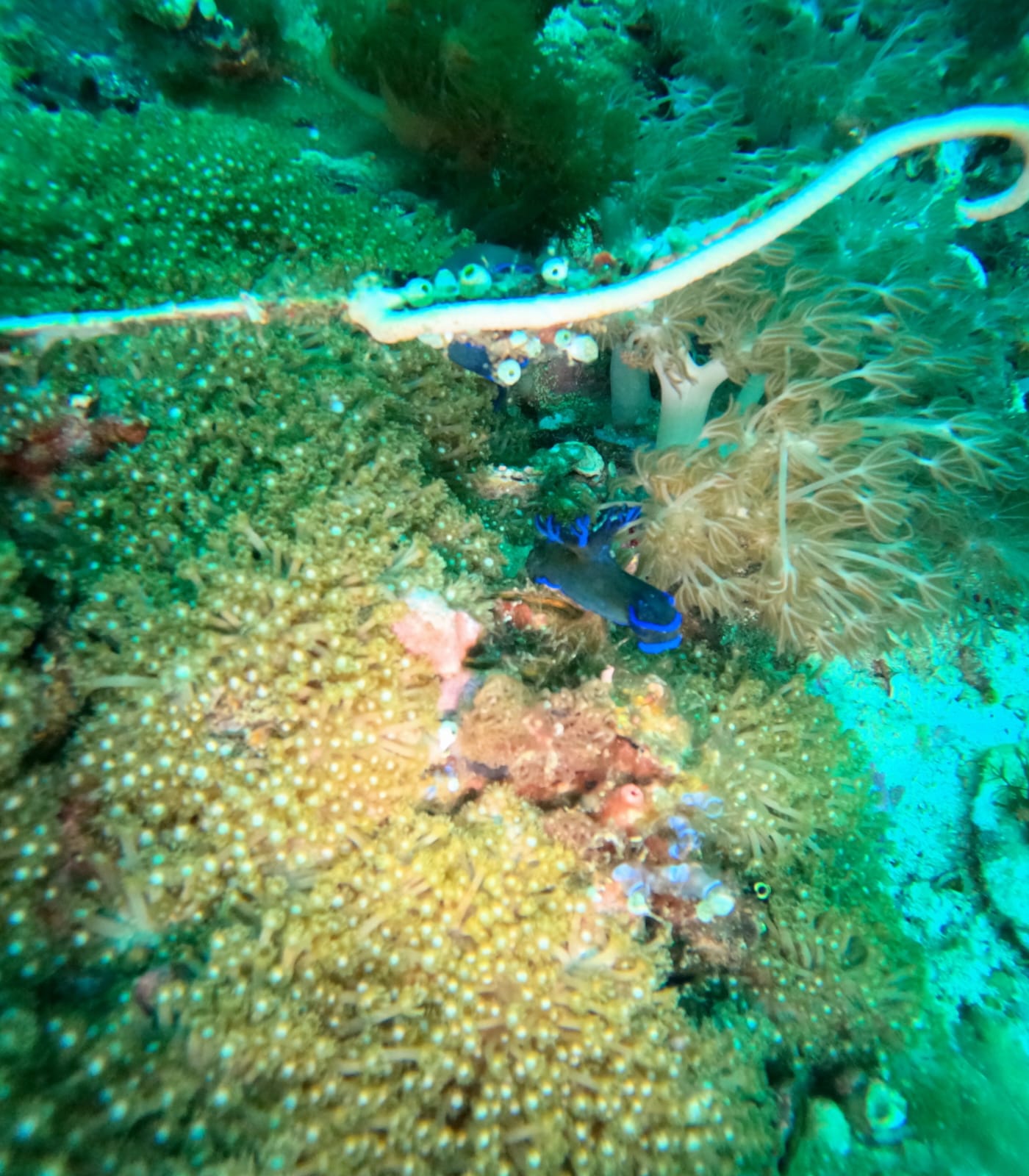 Nudibranch