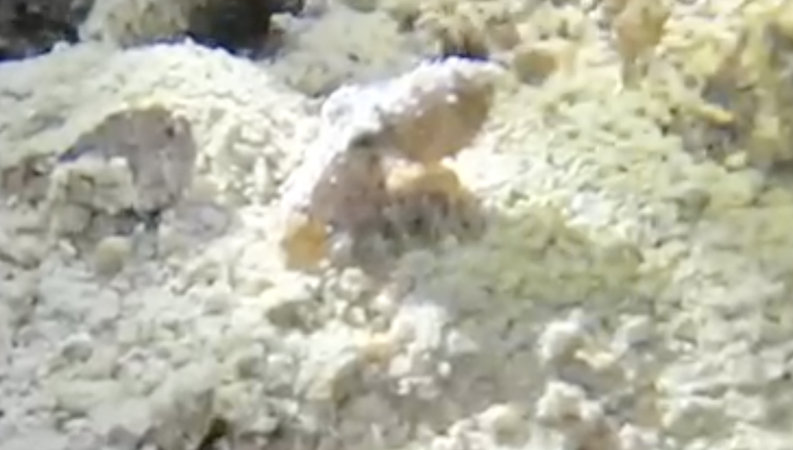Blue Ring Octopus