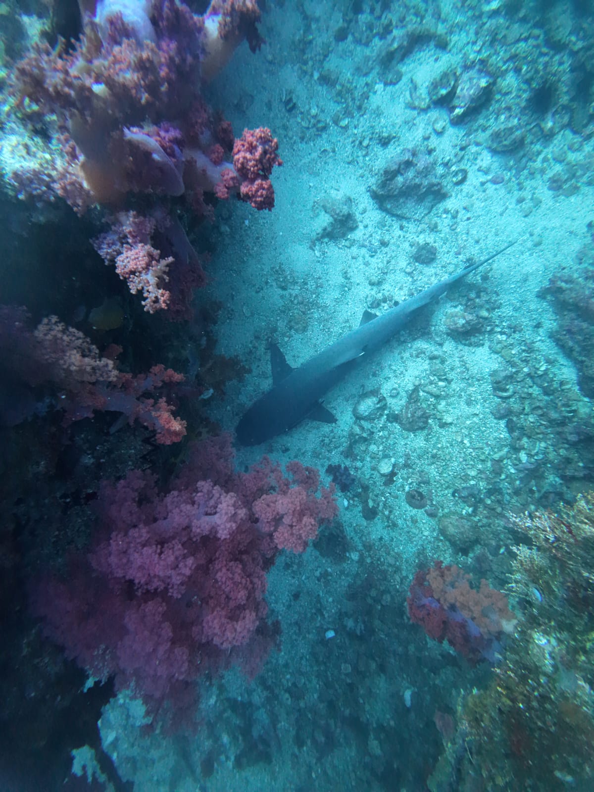 Shark