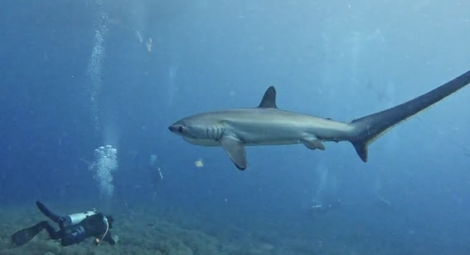 Thresher shark