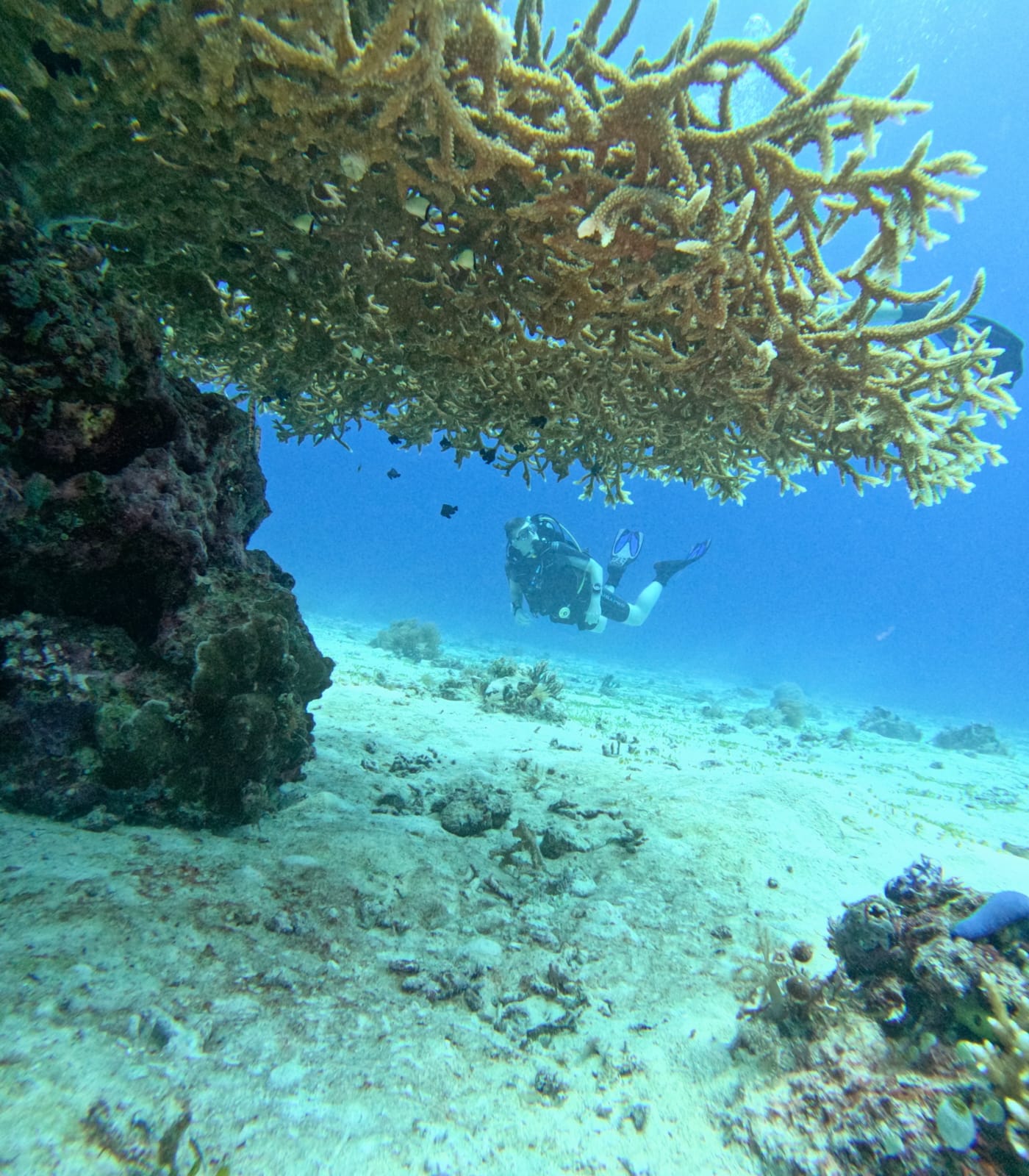Underwater coral