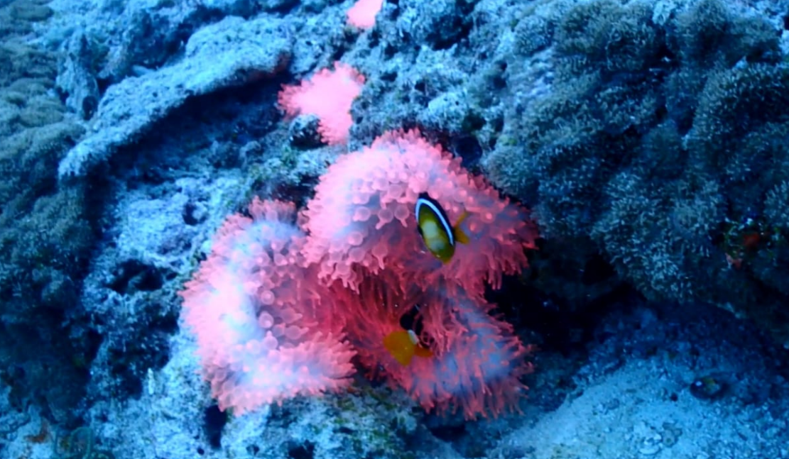 Pink clownfish