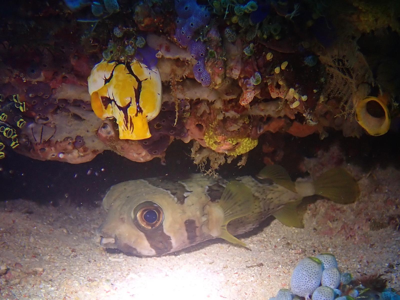 Puffer fish